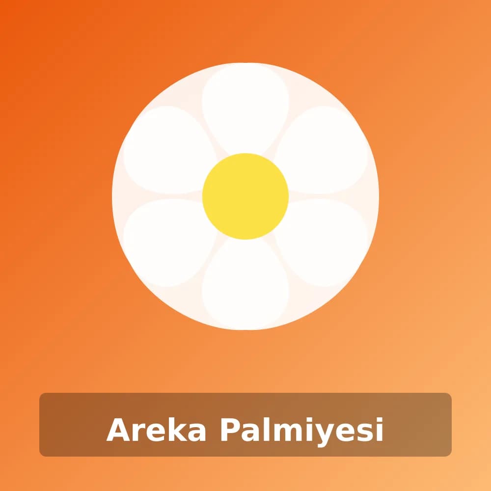 Areka Palmiyesi